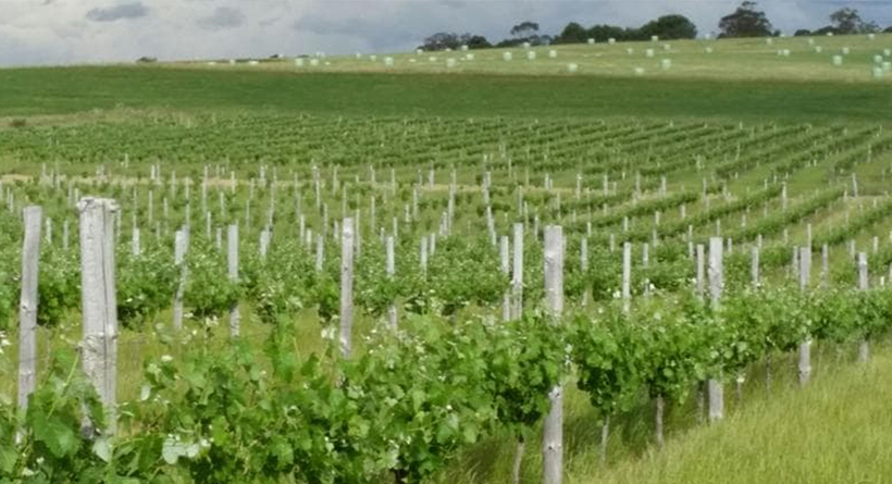 Garden and Field vineyard